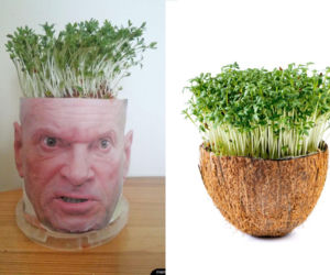 Rzeżuchy które wyglądają jak Krzysztof Rutkowski i jego legendarne fryzury