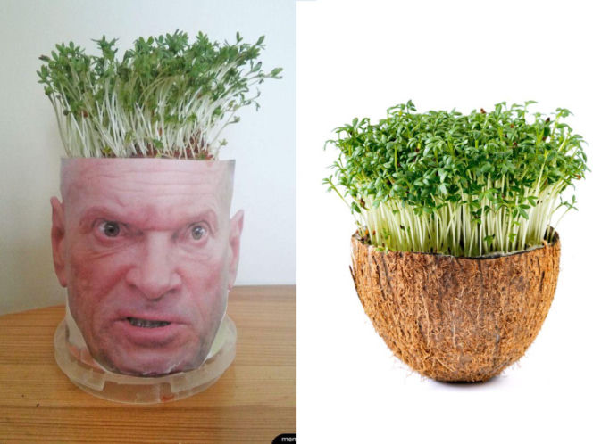 Rzeżuchy które wyglądają jak Krzysztof Rutkowski i jego legendarne fryzury