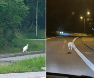 Takiej interwencji jeszcze nie było. Po mieście skakały białe kangury