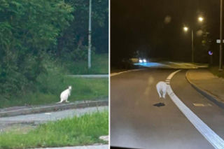 Takiej interwencji jeszcze nie było. Po mieście skakały białe kangury