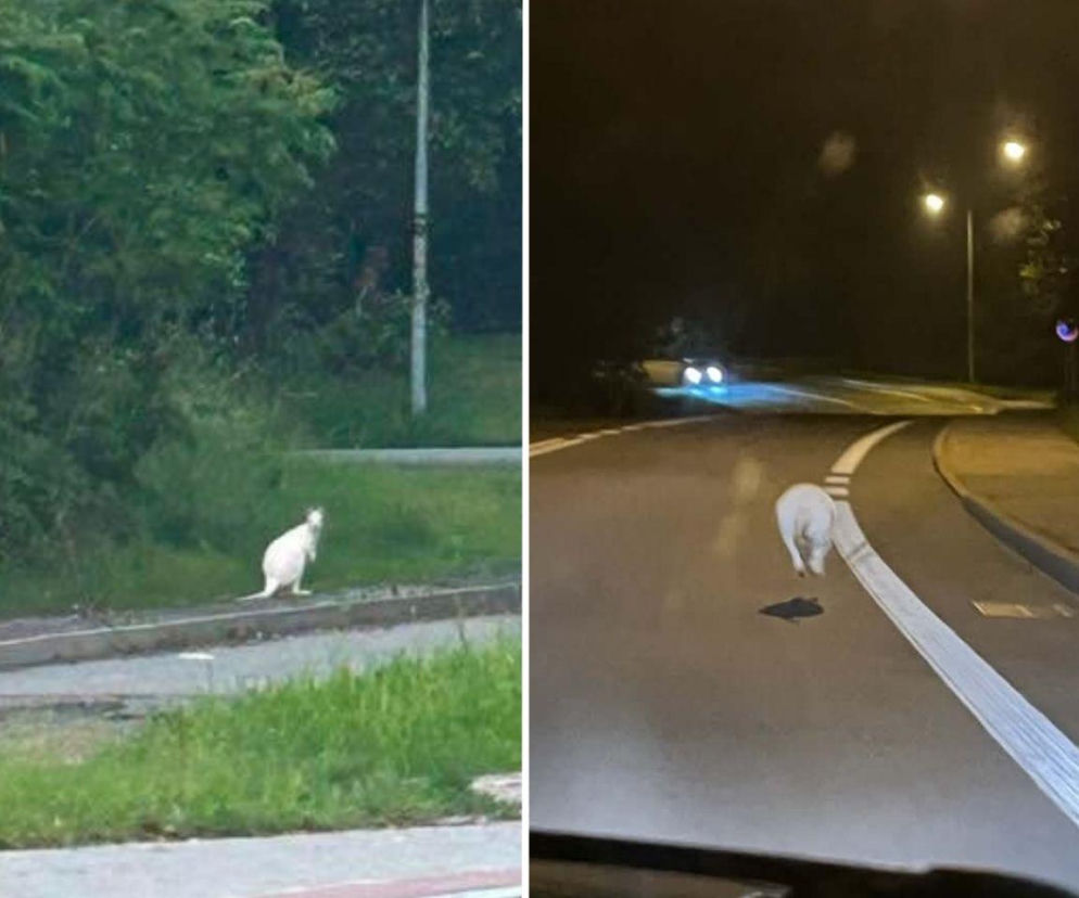 Takiej interwencji jeszcze nie było. Po mieście skakały białe kangury