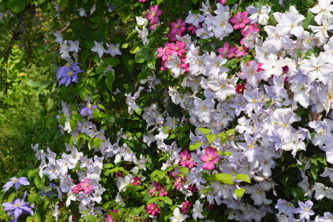 Powojnik (Clematis)