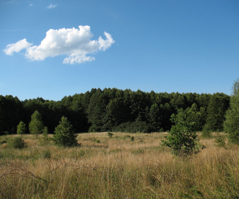 Kampinos