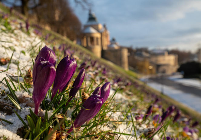 Fioletowy dywan z krokusów