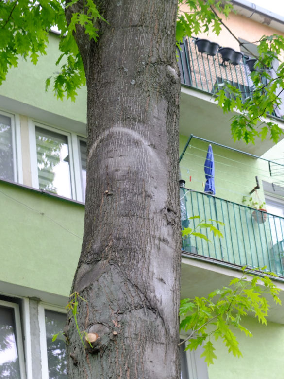 Cud w Parczewie? Modlitwy przy niezwykłym wizerunku. "Bóg chce nam coś powiedzieć"