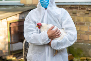 Nowe ognisko H5N1 budzi obawy o rozprzestrzenianie wirusa. Powikłania po zakażeniu bywają bardzo poważne