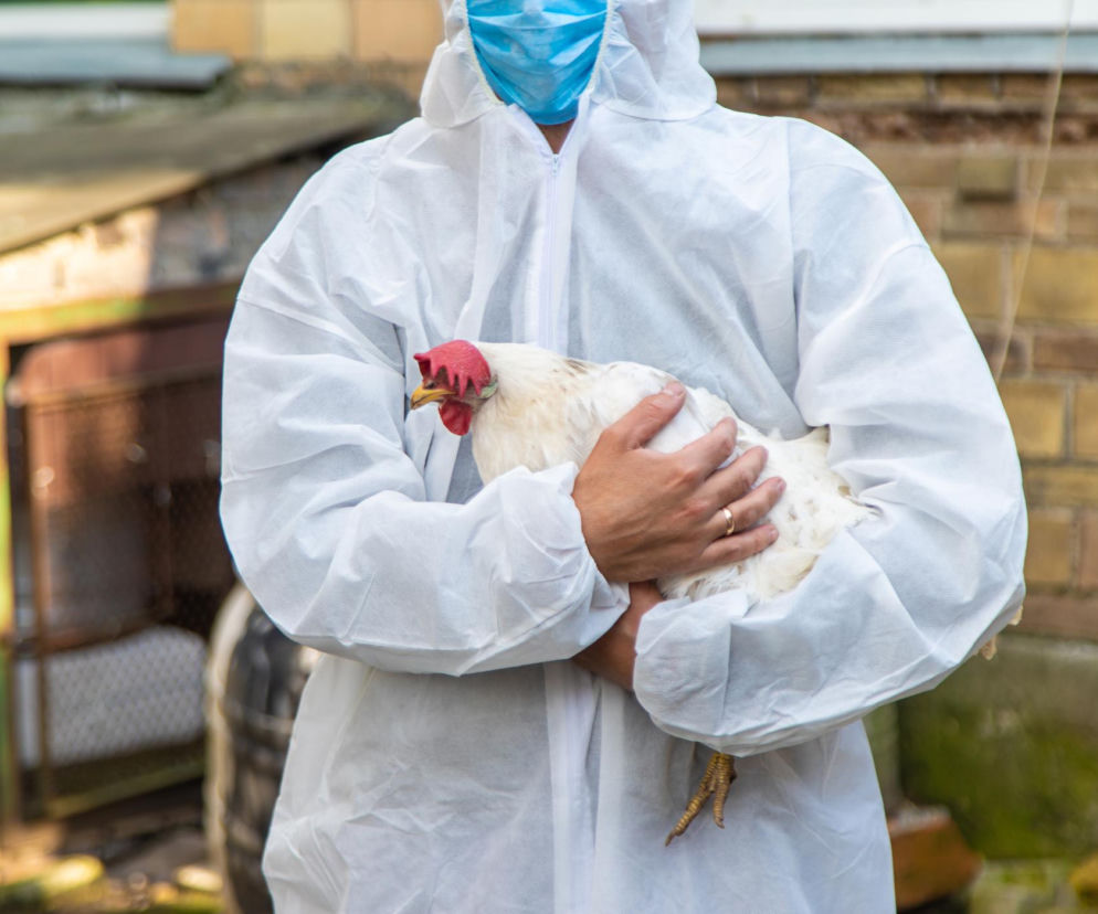 Osoba w białym kombinezonie ochronnym i masce trzyma kurę, symbolizując ryzyko rozprzestrzeniania się ptasiej grypy H5N1 i działania prewencyjne. Artykuły na ten temat znajdziesz na portalu Poradnik Zdrowie.