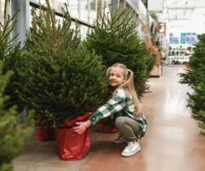 Zadbaj o żywą choinkę w doniczce. Oto najlepsze wskazówki!