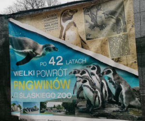 Pingwiny wracają do Śląskiego ZOO
