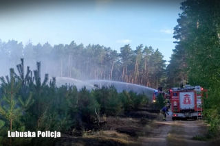 Pożar lasu pod Świebodzinem zdetonował 18 niewybuchów z okresu II wojny światowej