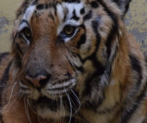 Operowany tygrys w poznańskim ZOO walczy o życie
