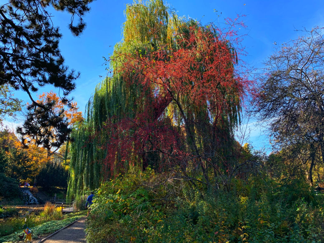 Jesień w ogrodzie botanicznym we Wrocławiu