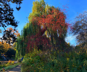 Jesień w ogrodzie botanicznym we Wrocławiu