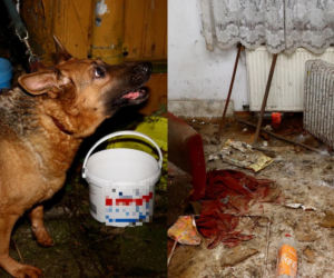 Makabryczne odkrycie. Zwłoki psa. Drugi konał w zamknięciu