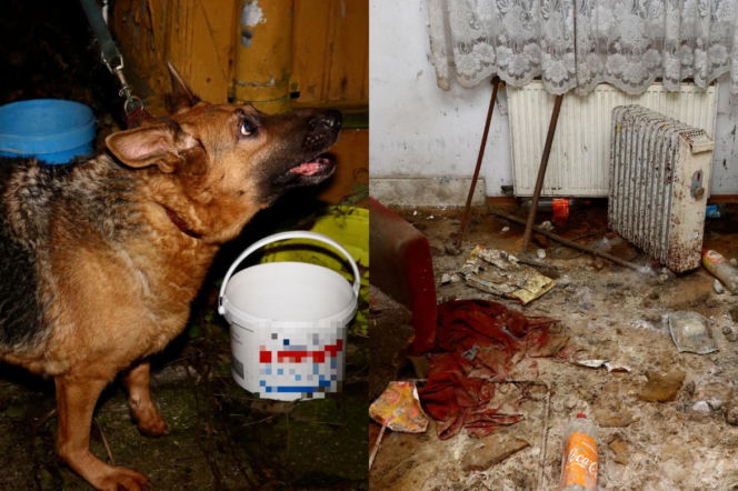 Zwłoki psa w domu, drugi konał w zamknięciu. Interwencja policji w Suwałkach