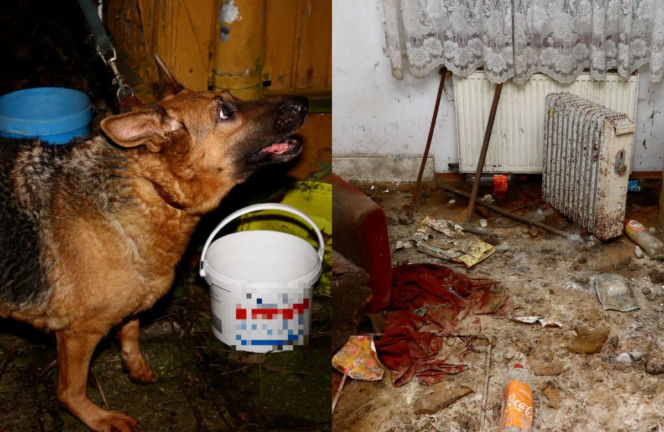 Makabryczne odkrycie. Zwłoki psa. Drugi konał w zamknięciu