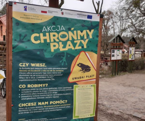 Ochrona żab na Barbarce