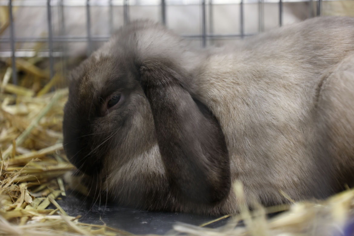 ZooPark 2023 w Lublinie przyciągnął tłumy!