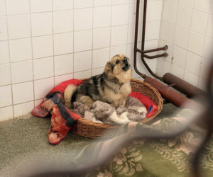 Siarczysty mróz zagraża zwierzętom! Krakowskie schronisko pilnie szuka domów tymczasowych