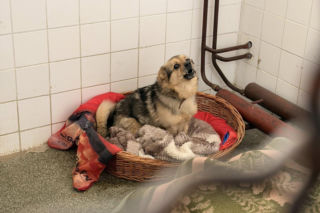 Siarczysty mróz zagraża zwierzętom! Krakowskie schronisko pilnie szuka domów tymczasowych