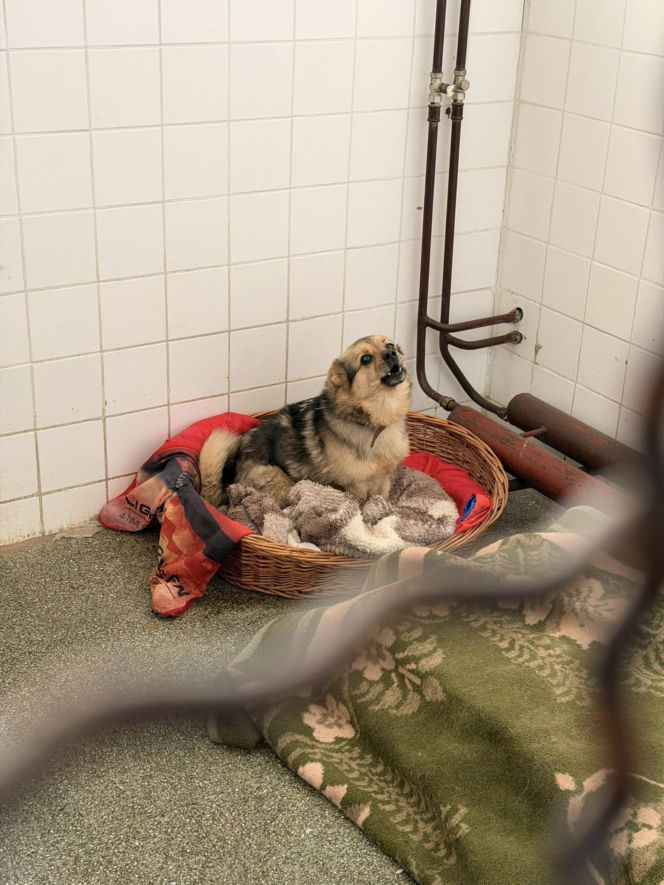 Siarczysty mróz zagraża zwierzętom! Krakowskie schronisko pilnie szuka domów tymczasowych