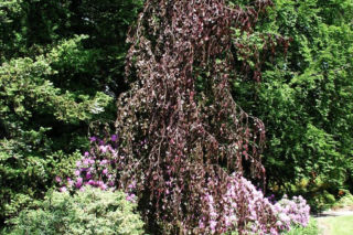Buk pospolity 'Purple Fountain' - Fagus sylvatica 'Purple Fountain'