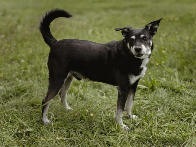 ​Śmieciarki ze zdjęciami psów wyjechały na ulice Leszna. Ruszyła akcja „Czysta Miłość”
