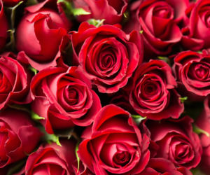 Tych kwiatów nie kupuj, jeśli nie chcesz spać w salonie. Nie uwierzysz, co oznaczają!