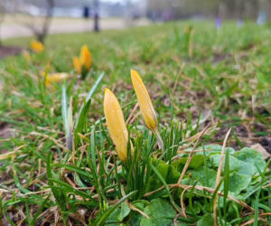 Pierwsze krokusy w Szczecinie