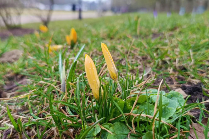 Pierwsze krokusy w Szczecinie