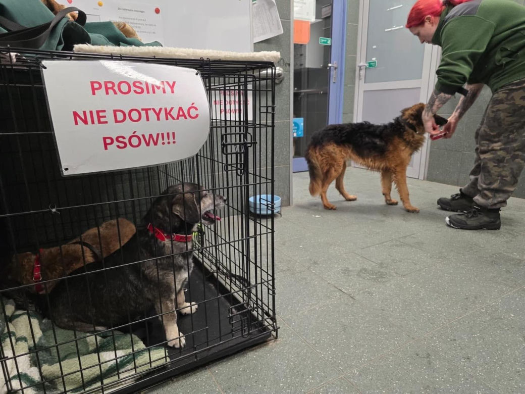 Akcja ratunkowa w likwidowanym schronisku Kocham Psisko w Mąkosach Nowych