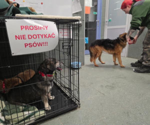Akcja ratunkowa w likwidowanym schronisku Kocham Psisko w Mąkosach Nowych