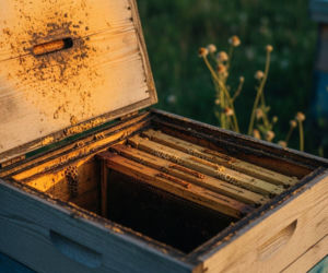 Produkcja polskiego miodu drastycznie spada. Czy stracimy dostęp do naturalnych antybiotyków z ula?