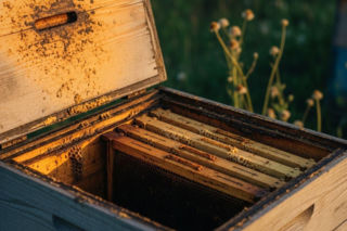 Produkcja polskiego miodu drastycznie spada. Czy stracimy dostęp do naturalnych antybiotyków z ula?
