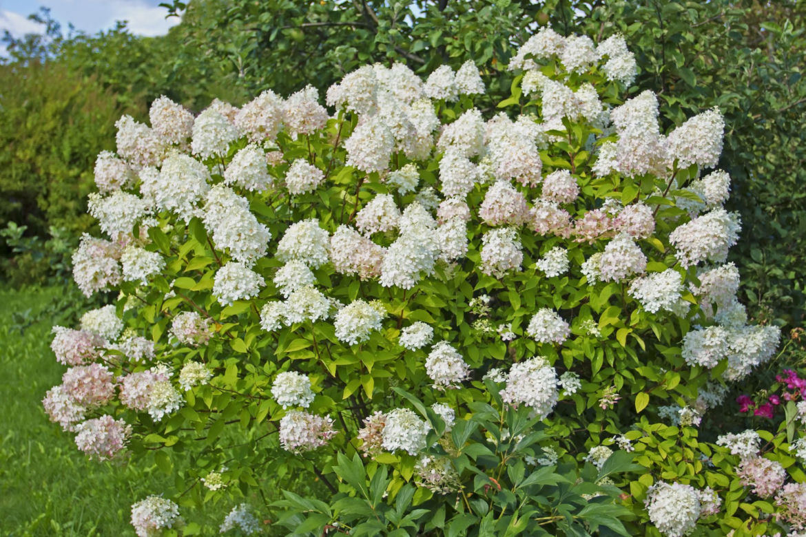 Hortensja bukietowa