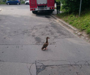 Strażacy uratowali maleńkie kaczki uwięzione w studzience kanalizacyjnej [GALERIA ZDJĘĆ]