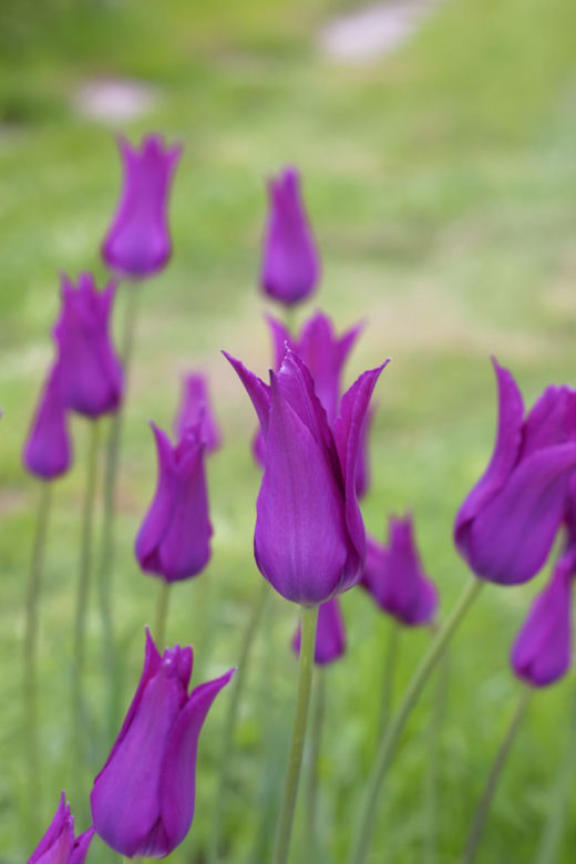 Tulipany liliokształtne
