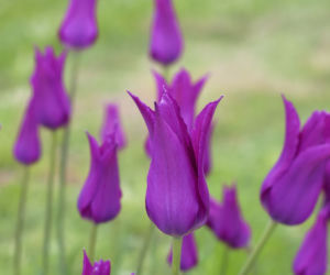 Tulipany liliokształtne