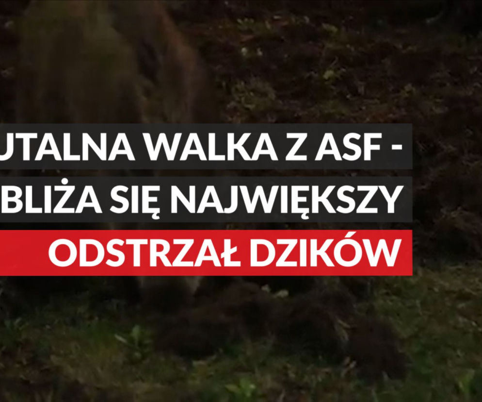 W weekend rusza wielkie polowanie na dziki, także na Podkarpaciu