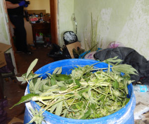 Dwie duże plantacje marihuany zlikwidowane w kujawsko-pomorskiem [ZDJĘCIA]