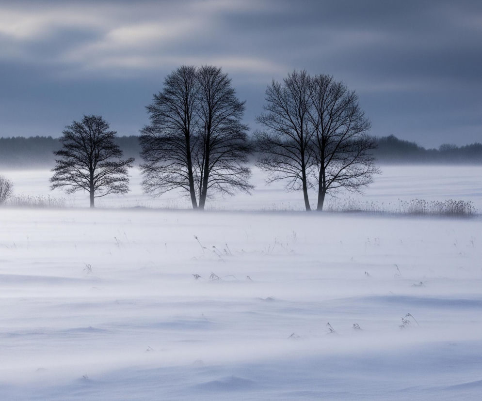 Zasypane śniegiem pole rozciąga się w dół, z widocznymi w tle bezlistnymi drzewami i ciemnym lasem na horyzoncie. Przód planu pokryty jest warstwami białego, wzburzonego śniegu, z pojedynczymi suchymi łodygami roślin wystającymi z puchu. Centralnie ustawione są trzy większe, ciemne drzewa o rozłożystych, nagich gałęziach, za którymi rozciąga się pas mgły lub zamglenia. Niebo jest pochmurne, z dominującymi szarymi i błękitnymi tonami, z jaśniejszym, rozmyty pasem chmur w górnej części kadru.