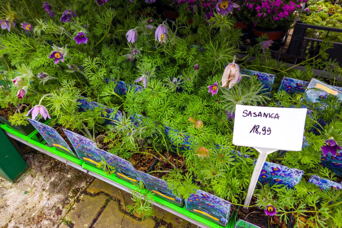 Sasanka – 18,99 zł/szt.
