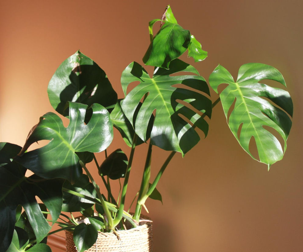 Zielona monstera w plecionym koszu. O domowych sposobach na lśniące liście roślin przeczytasz na SE.