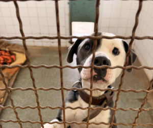 Siarczysty mróz zagraża zwierzętom! Krakowskie schronisko pilnie szuka domów tymczasowych