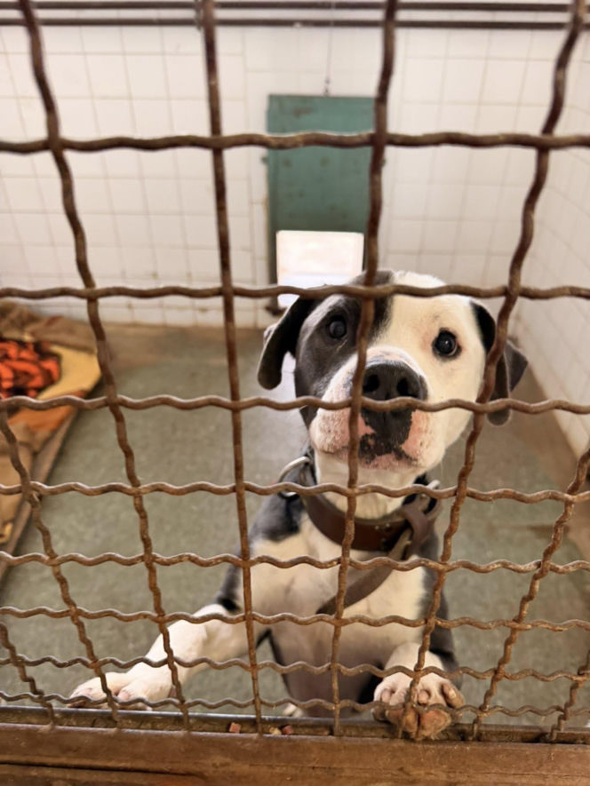 Siarczysty mróz zagraża zwierzętom! Krakowskie schronisko pilnie szuka domów tymczasowych