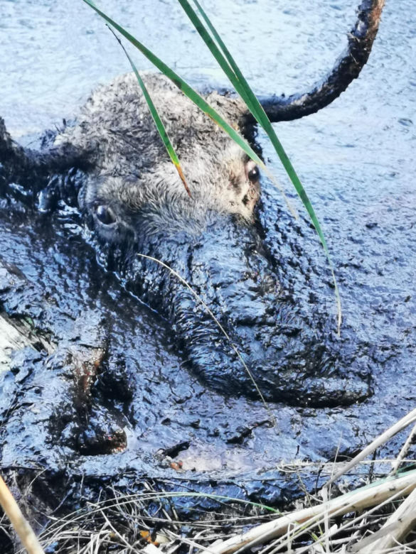 Pod żarłocznym łosiem zarwała się ziemia. Z błota widać było jego głowę