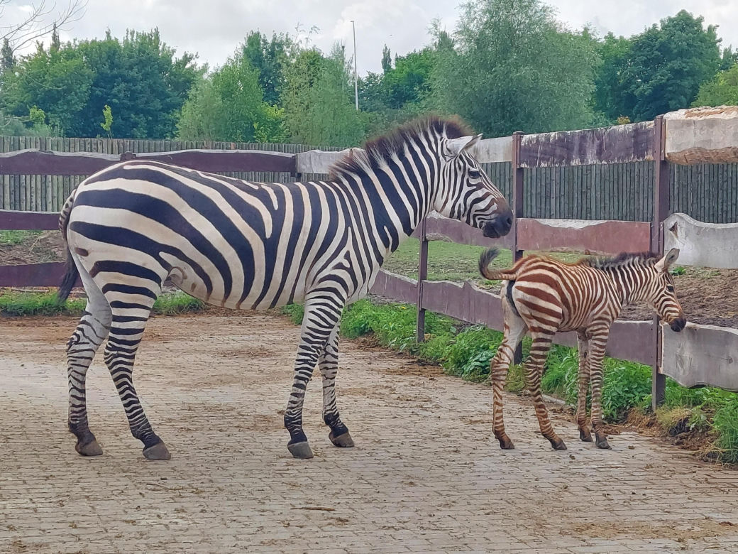 Mała zebra w zamojskim ZOO