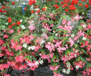 Begonia Tenella