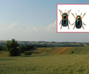 Ten chrząszcz to prawdziwy skarb! Znalazł się pod specjalną ochroną