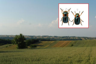 Ten chrząszcz to prawdziwy skarb! Znalazł się pod specjalną ochroną